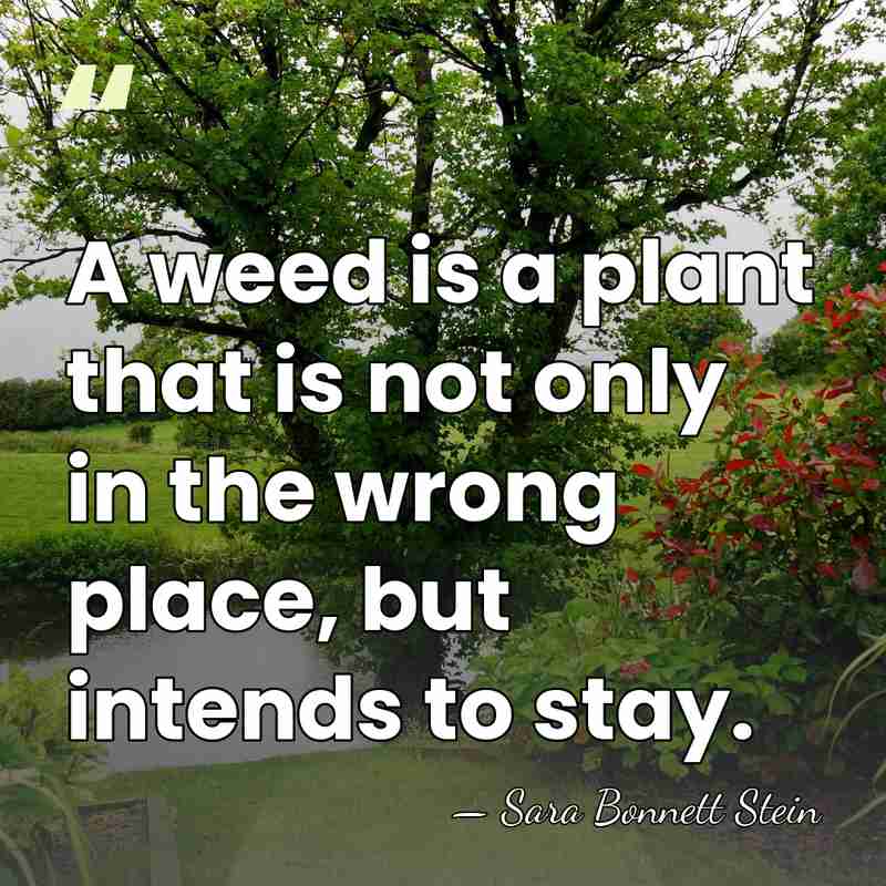 A weed is a plant that is not only in the wrong&hellip; - Sara Bonnett Stein