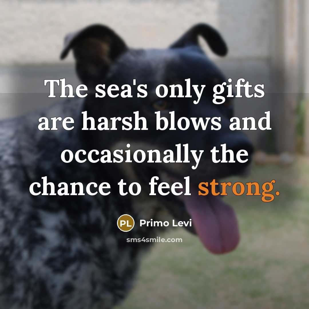 “The sea's only gifts are harsh blows and occasionally the…” quote by Primo Levi