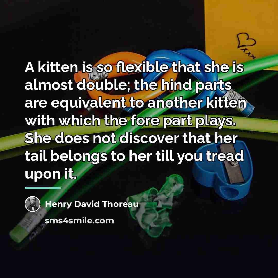 “A kitten is so flexible that she is almost double;…” quote by Henry David Thoreau