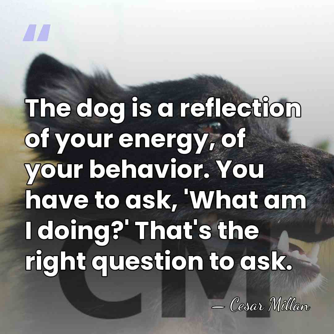 The dog is a reflection of your energy, of your behavior. You&hellip; - Cesar Millan