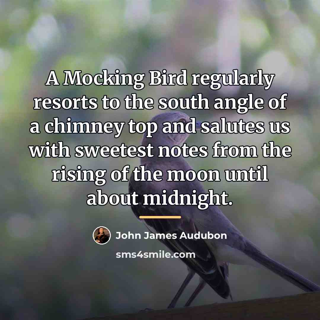 “A Mocking Bird regularly resorts to the south angle of…” quote by John James Audubon