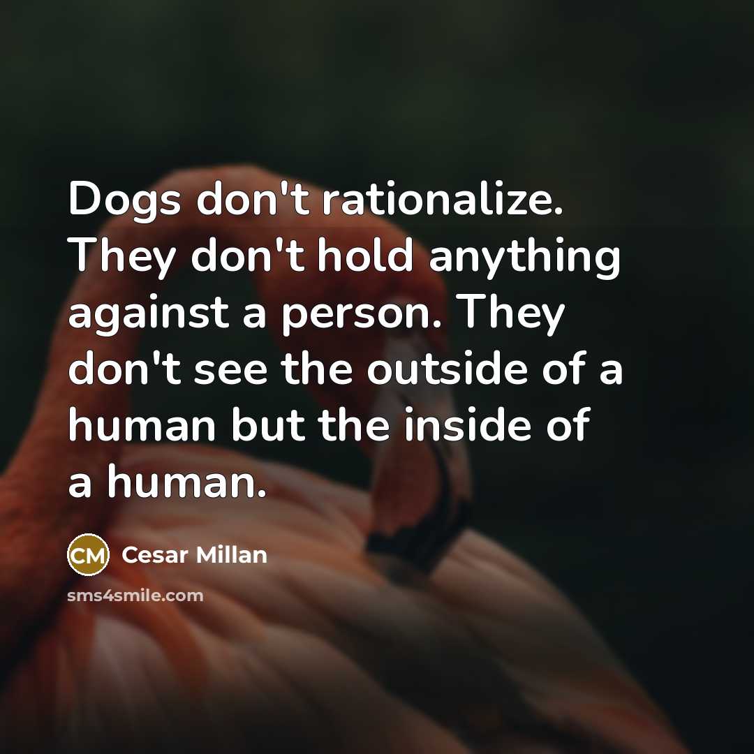 “Dogs don't rationalize. They don't hold anything against a person. They don't see the outside of a human but the inside of a human.” quote by Cesar Millan