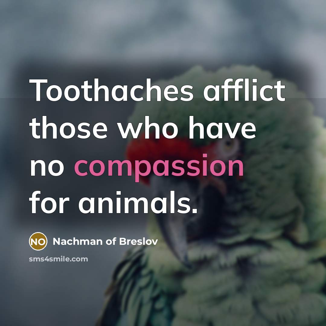 “Toothaches afflict those who have no compassion for animals.…” quote by Nachman of Breslov