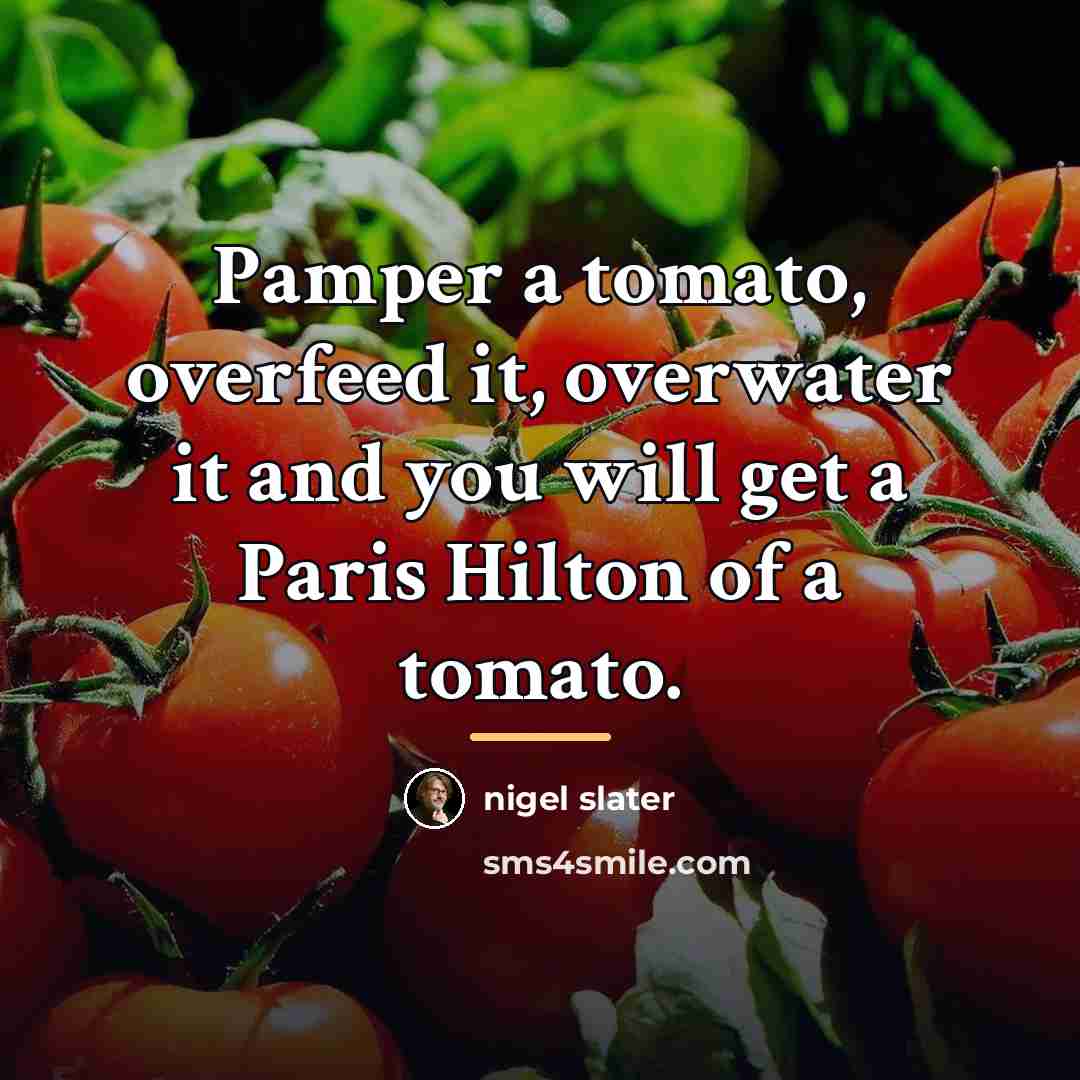 “Pamper a tomato, overfeed it, overwater it and you will…” quote by Nigel Slater