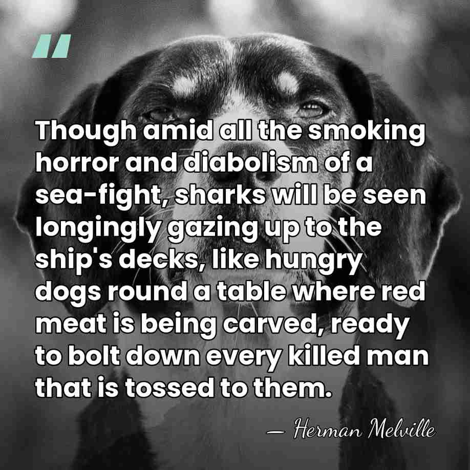 Though amid all the smoking horror and diabolism of a sea-fight, sharks&hellip; - Herman Melville
