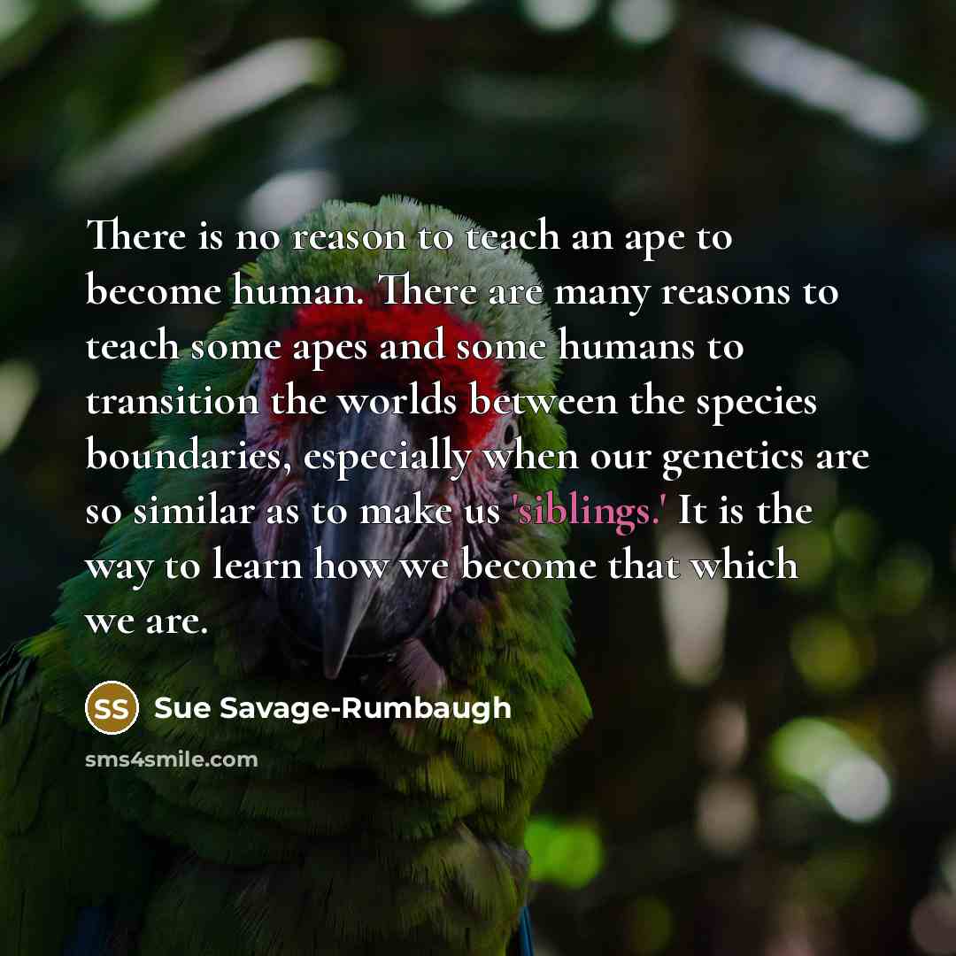 “There is no reason to teach an ape to become human. There are many reasons to teach some apes and some humans to transition the worlds between the species boundaries, especially when our genetics are so similar as to make us 'siblings.' It is the way to learn how we become that which we are.” quote by Sue Savage-Rumbaugh