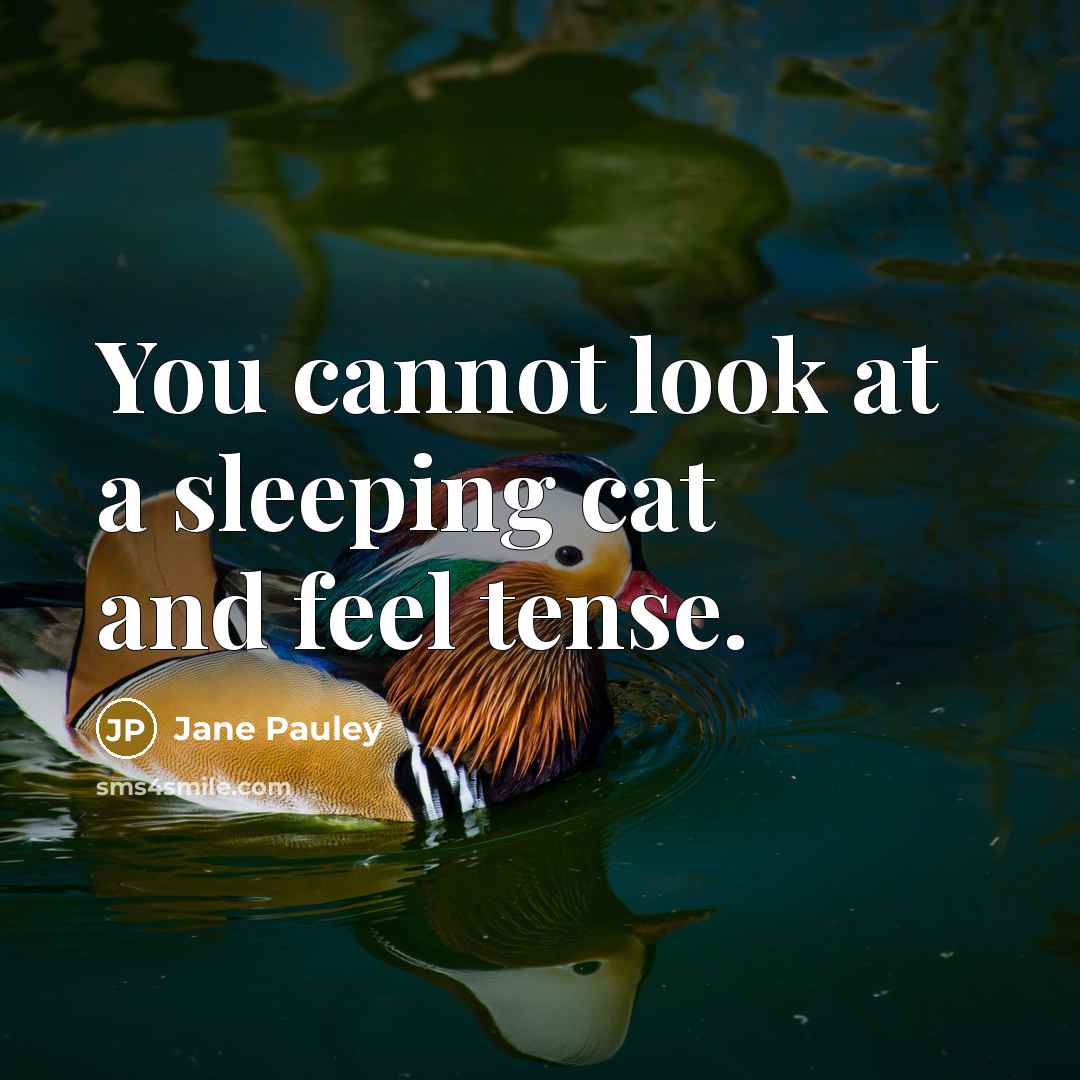 “You cannot look at a sleeping cat and feel tense.…” quote by Jane Pauley