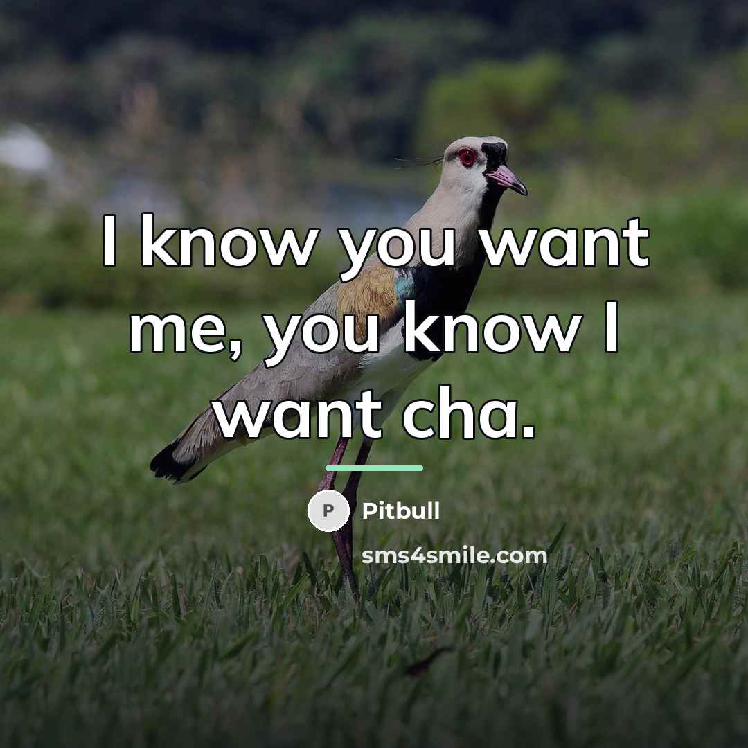 “I know you want me, you know I want cha.…” quote by Pitbull