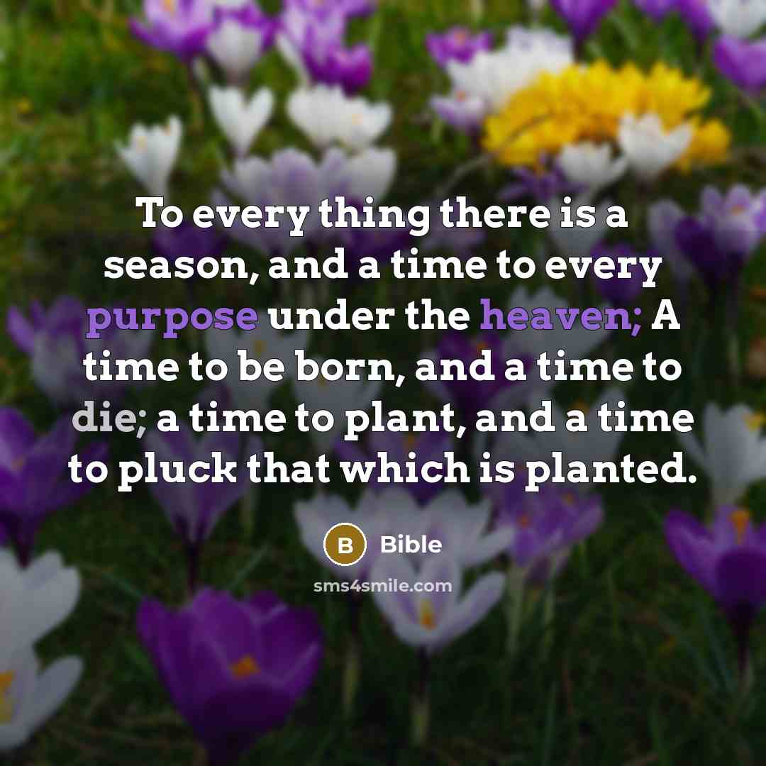 “To every thing there is a season, and a time to every purpose under the heaven; A time to be born, and a time to die; a time to plant, and a time to pluck that which is planted.” quote by Bible