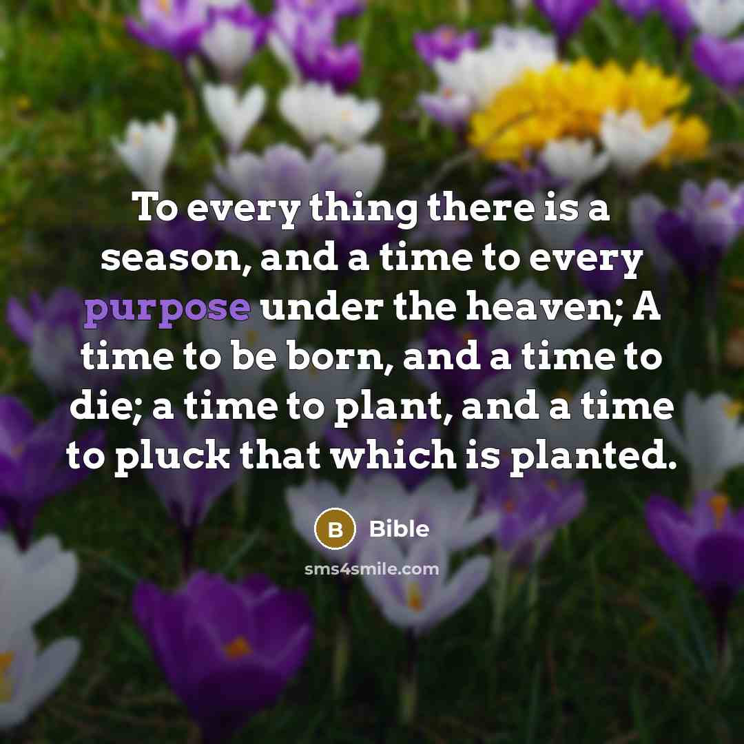 “To every thing there is a season, and a time…” quote by Bible