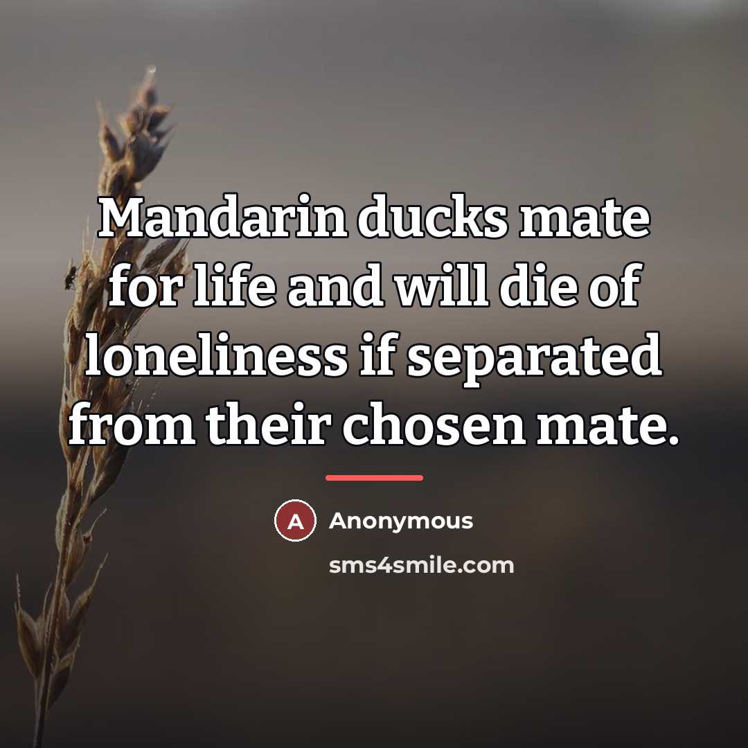 “Mandarin ducks mate for life and will die of loneliness…” quote by Anonymous