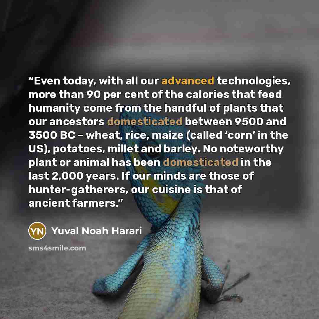 “Even today, with all our advanced technologies, more than 90 per cent of the calories that feed humanity come from the handful of plants that our ancestors domesticated between 9500 and 3500 BC – wheat, rice, maize (called ‘corn’ in the US), potatoes, millet and barley. No noteworthy plant or…” quote by Yuval Noah Harari