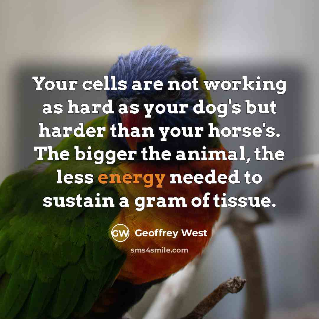 “Your cells are not working as hard as your dog's…” quote by Geoffrey West