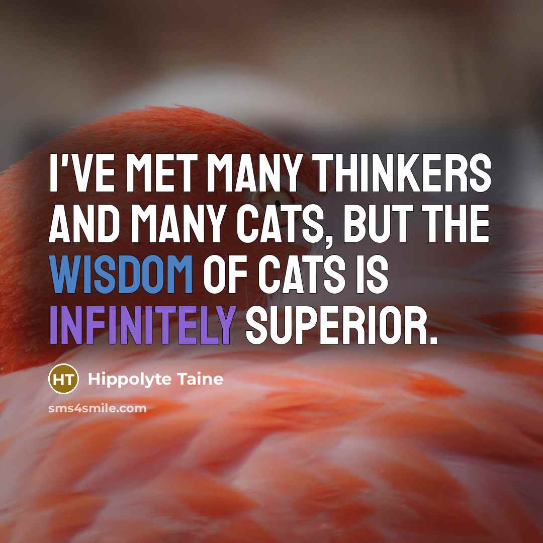 “I've met many thinkers and many cats, but the wisdom…” quote by Hippolyte Taine