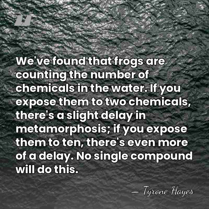 We've found that frogs are counting the number of chemicals in the&hellip; - Tyrone Hayes