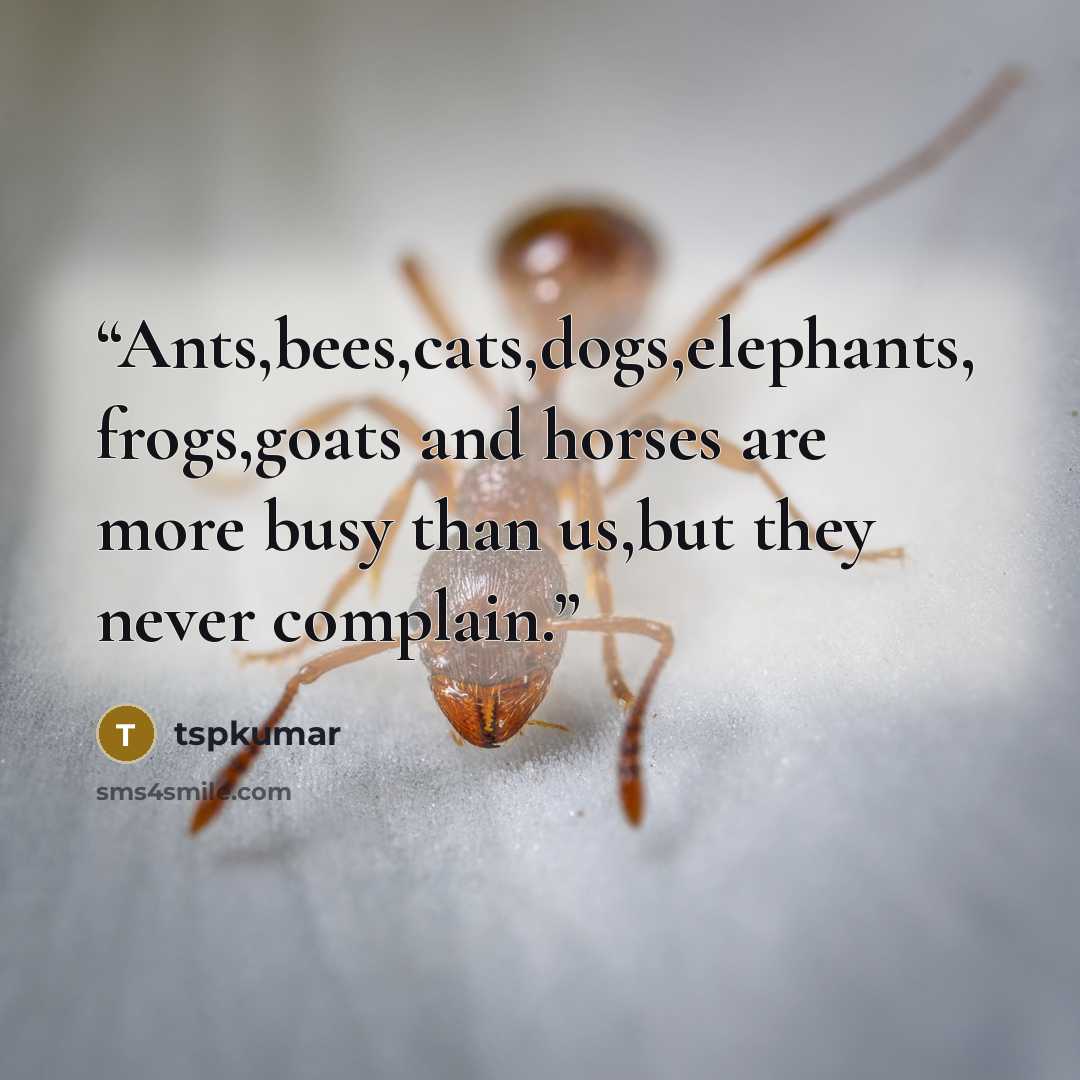 “Ants,bees,cats,dogs,elephants, frogs,goats and horses are more busy than us,but they never complain.” quote by tspkumar