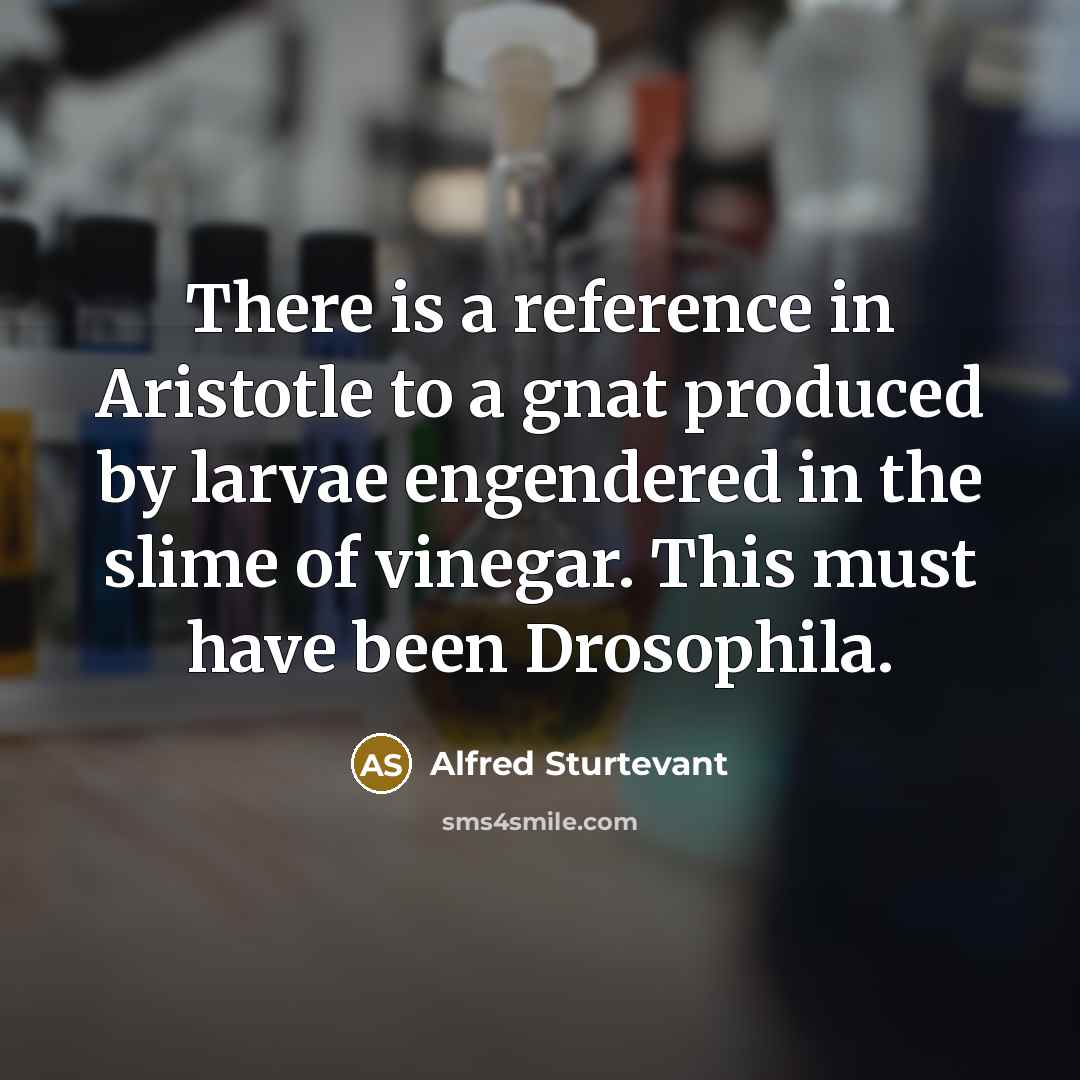 “There is a reference in Aristotle to a gnat produced by larvae engendered in the slime of vinegar. This must have been Drosophila.” quote by Alfred Sturtevant