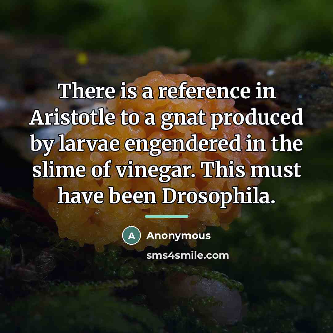 “There is a reference in Aristotle to a gnat produced…” quote by Alfred Sturtevant