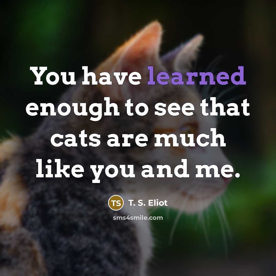 “You have learned enough to see that cats are much…” quote by T. S. Eliot