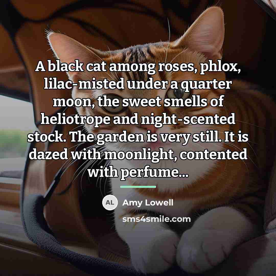 “A black cat among roses, phlox, lilac-misted under a quarter…” quote by Amy Lowell