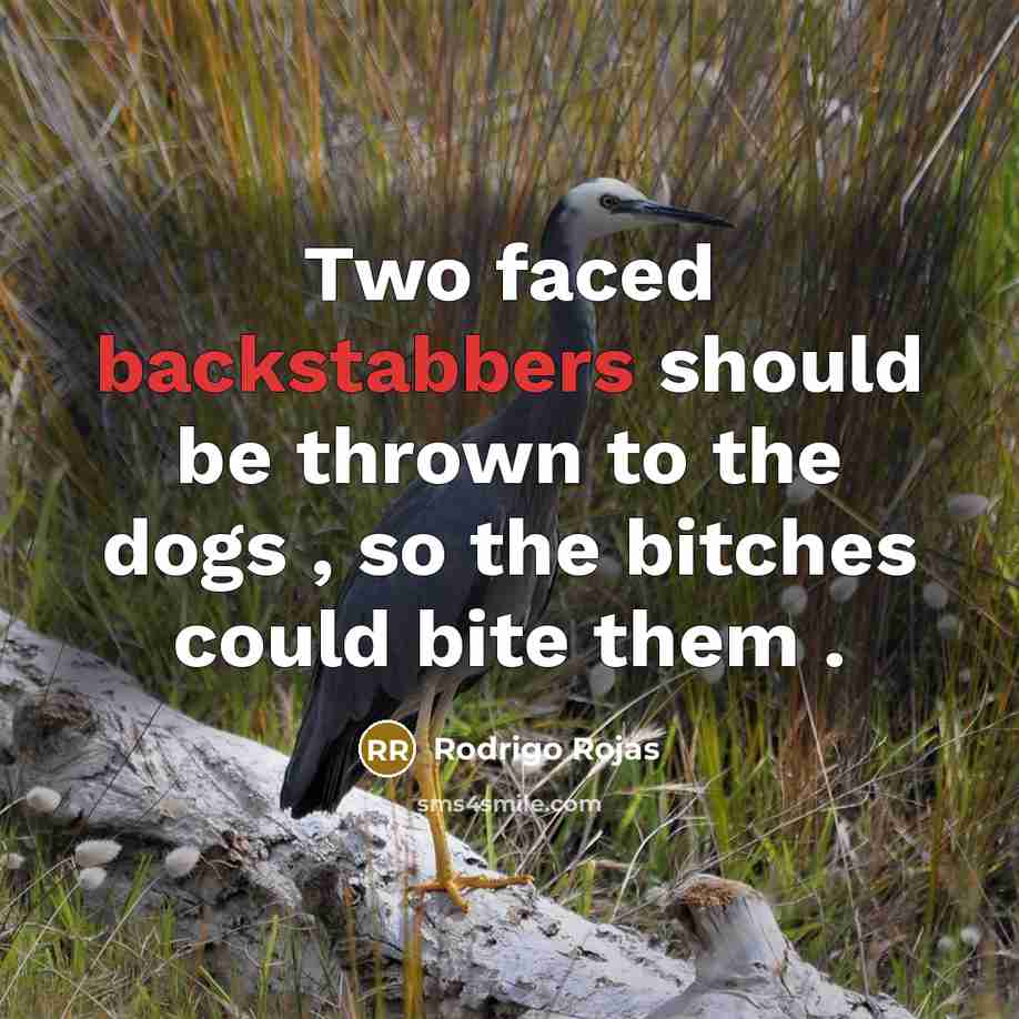 “Two faced backstabbers should be thrown to the dogs , so the bitches could bite them .” quote by Rodrigo Rojas