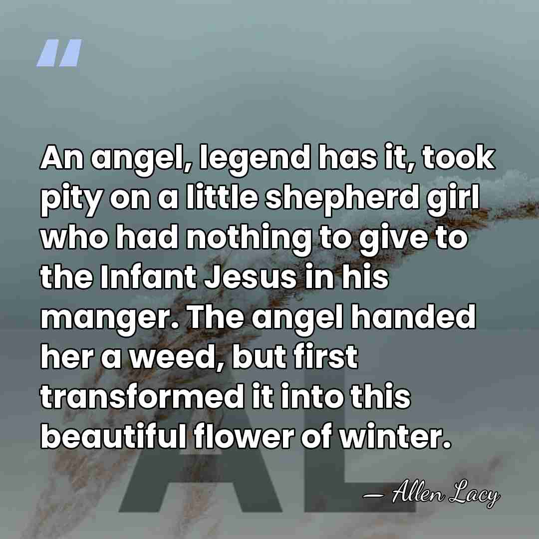 An angel, legend has it, took pity on a little shepherd girl&hellip; - Allen Lacy