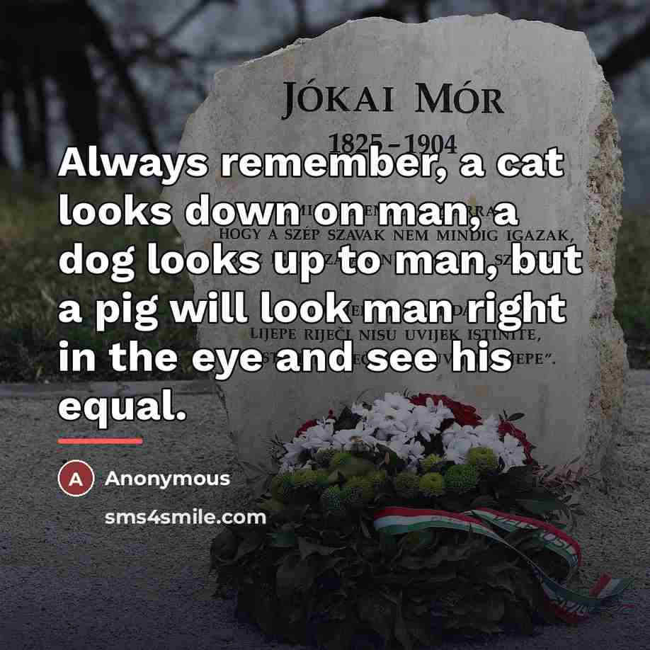 “Always remember, a cat looks down on man, a dog…” quote by Anonymous