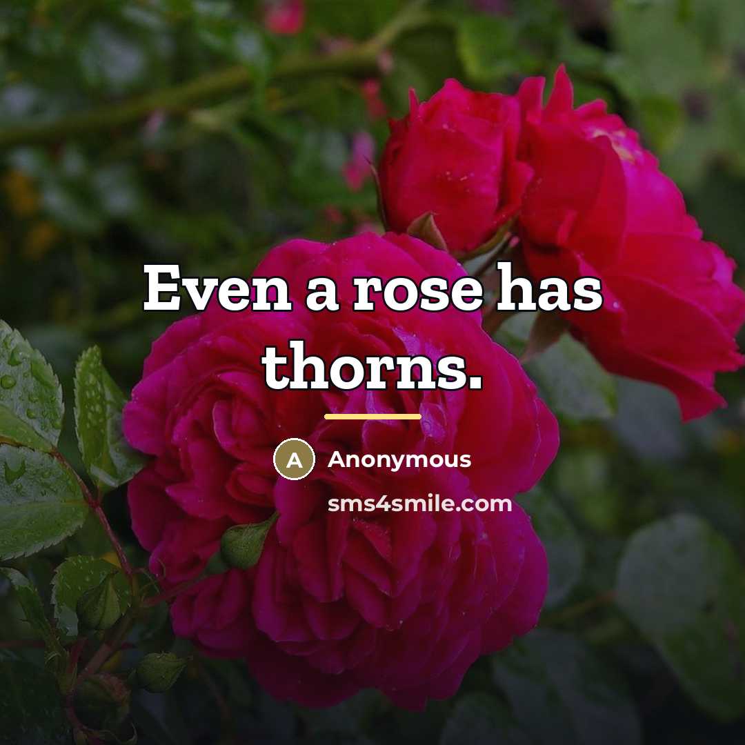 “Even a rose has thorns.…” quote by Anonymous