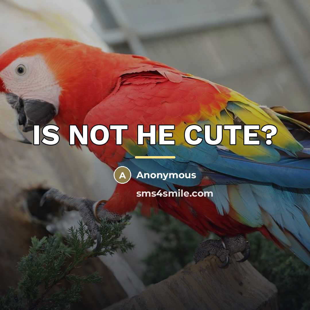 “IS NOT HE CUTE?…” quote by Anonymous