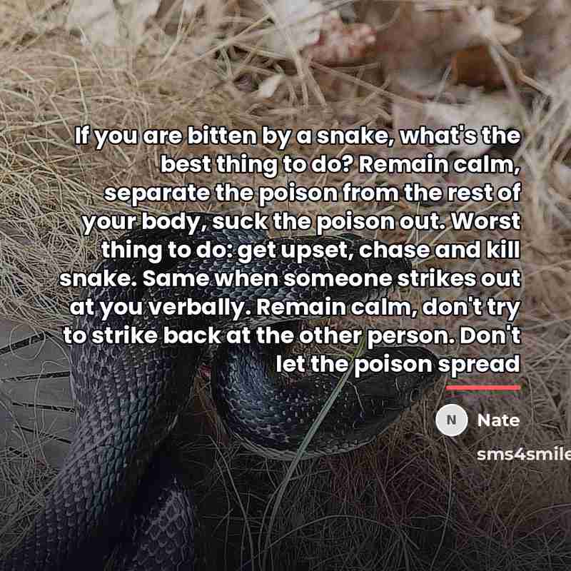 “If you are bitten by a snake, what's the best…” quote by Nate