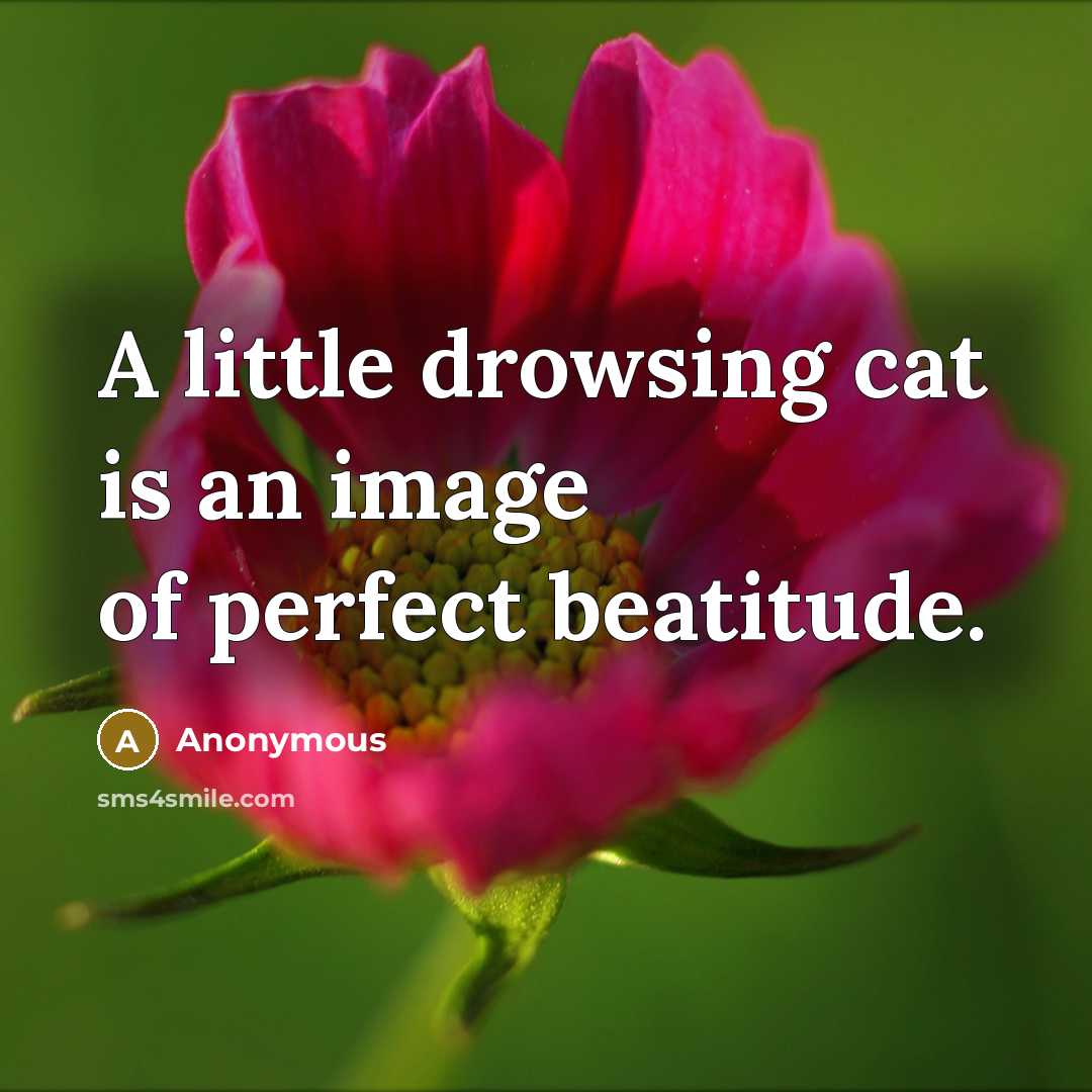 “A little drowsing cat is an image of perfect beatitude.…” quote by Anonymous