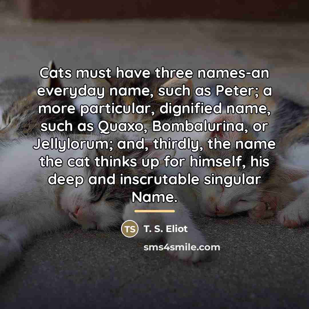 “Cats must have three names-an everyday name, such as Peter;…” quote by T. S. Eliot