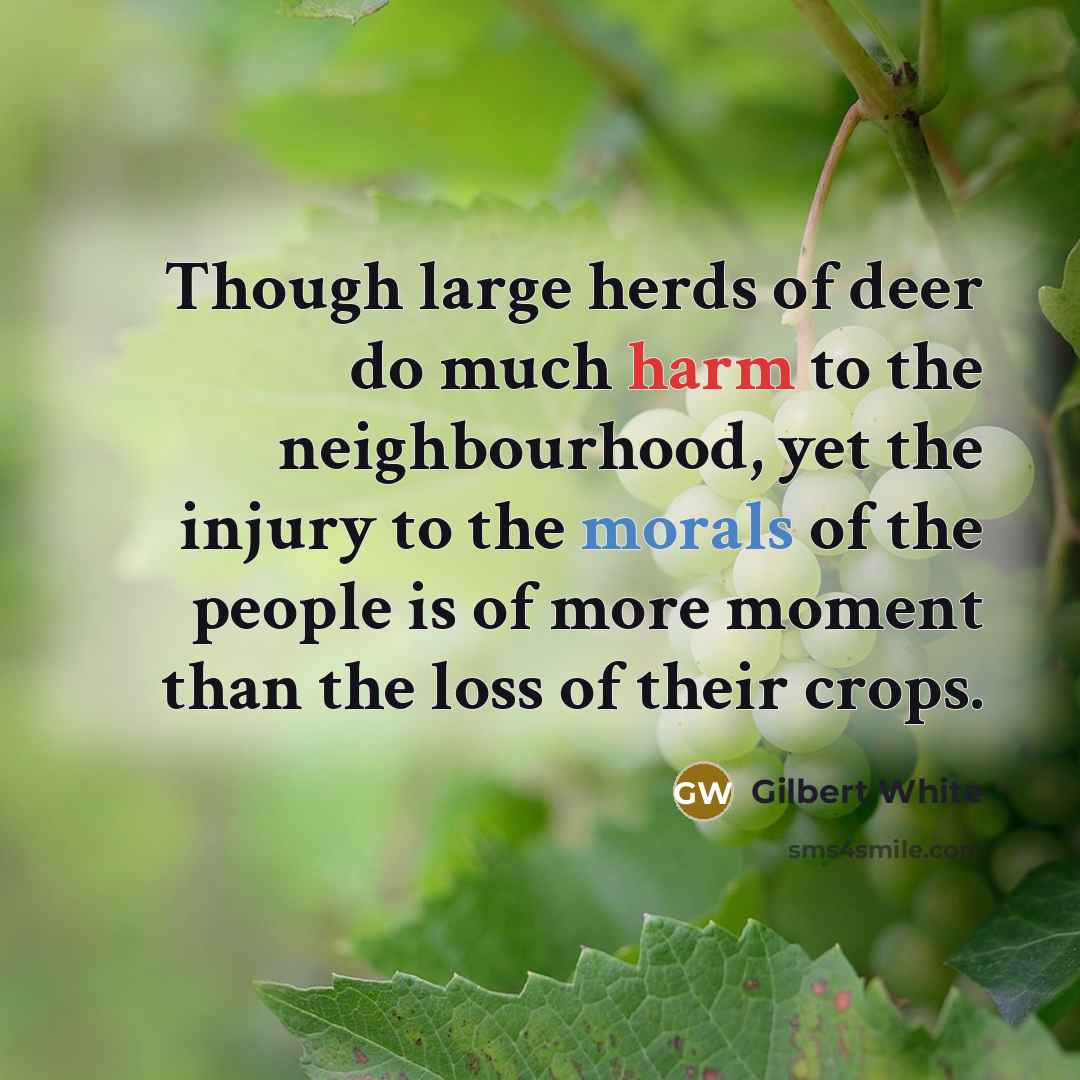 “Though large herds of deer do much harm to the neighbourhood, yet the injury to the morals of the people is of more moment than the loss of their crops.” quote by Gilbert White
