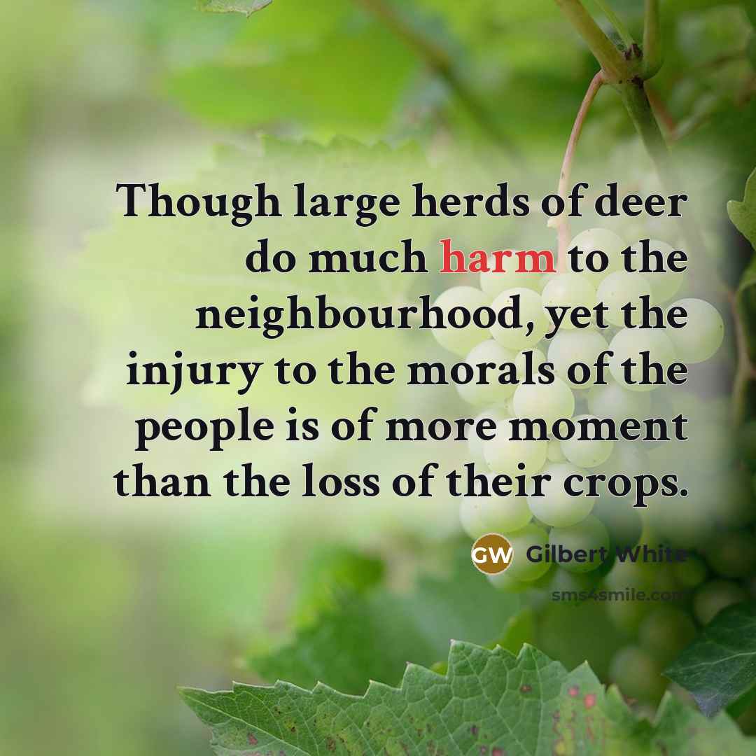 “Though large herds of deer do much harm to the…” quote by Gilbert White