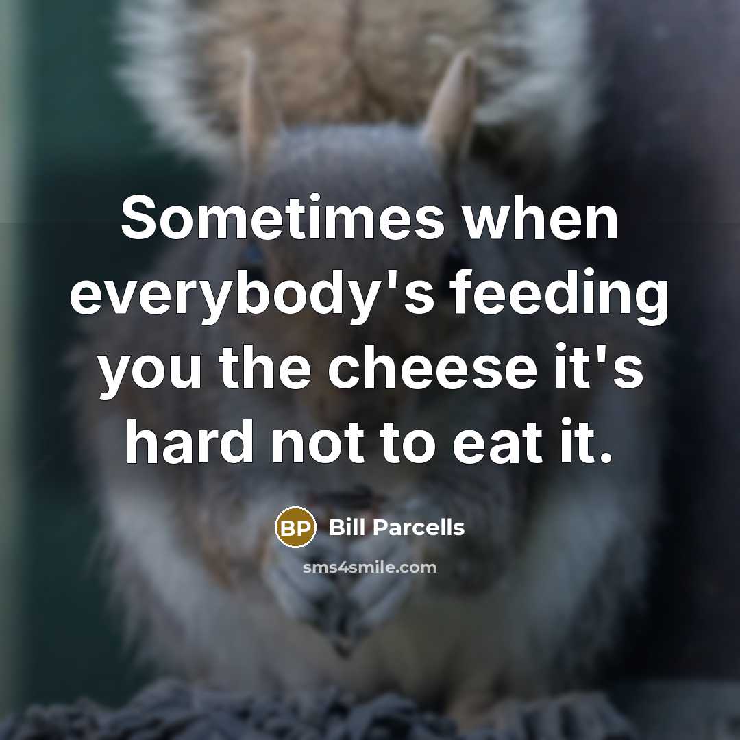 “Sometimes when everybody's feeding you the cheese it's hard not…” quote by Bill Parcells
