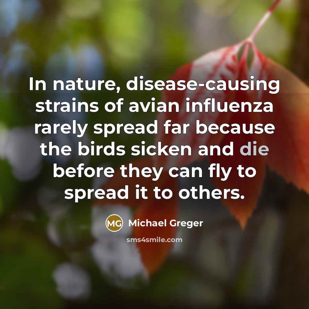 “In nature, disease-causing strains of avian influenza rarely spread far…” quote by Michael Greger