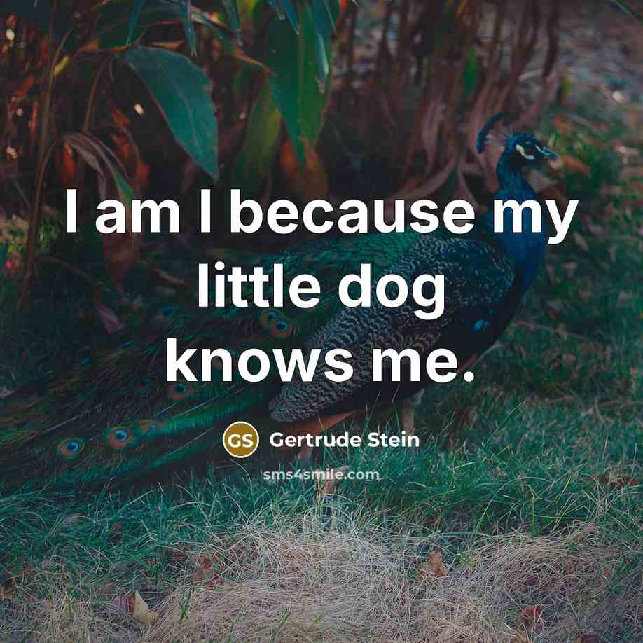“I am I because my little dog knows me.” quote by Gertrude Stein