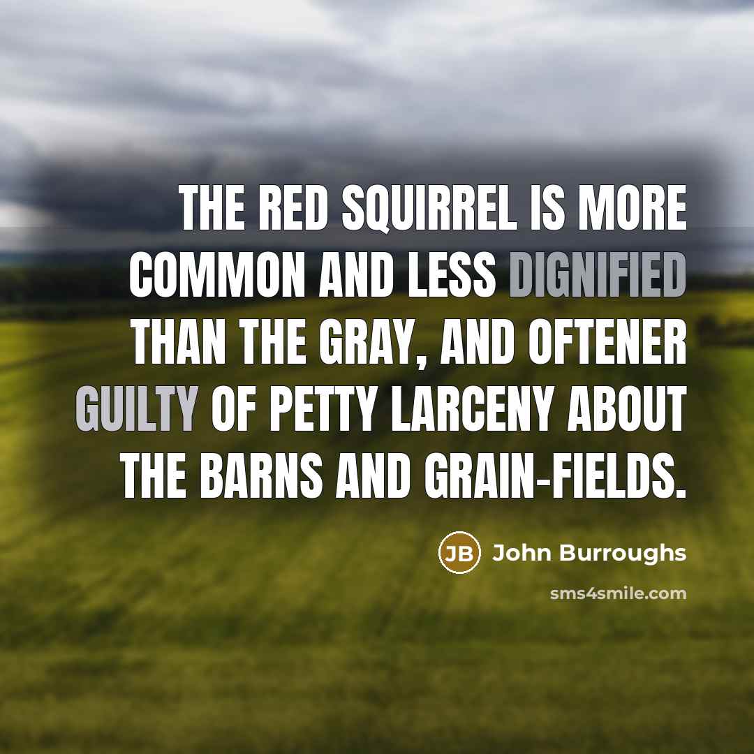 “The red squirrel is more common and less dignified than the gray, and oftener guilty of petty larceny about the barns and grain-fields.” quote by John Burroughs