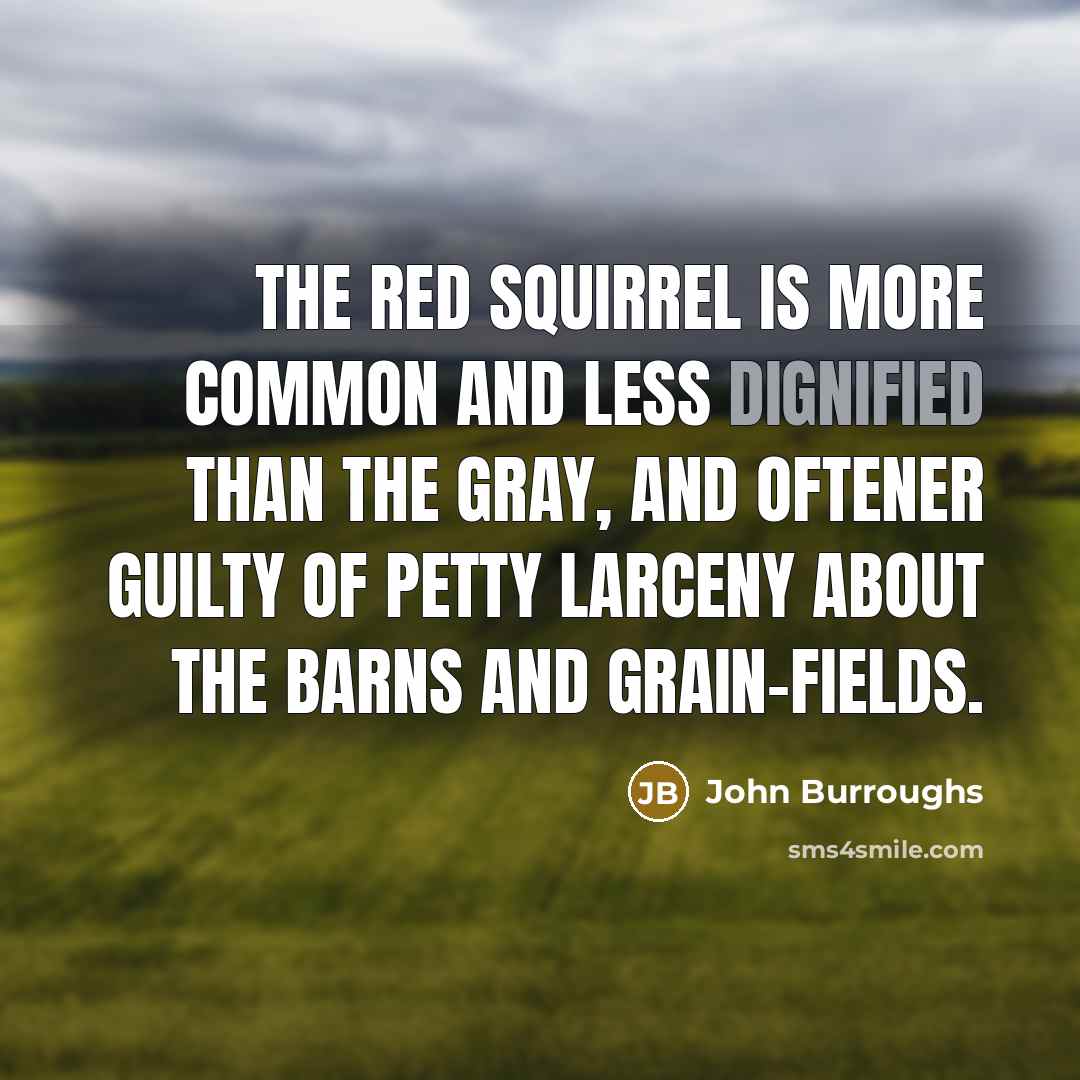 “The red squirrel is more common and less dignified than…” quote by John Burroughs