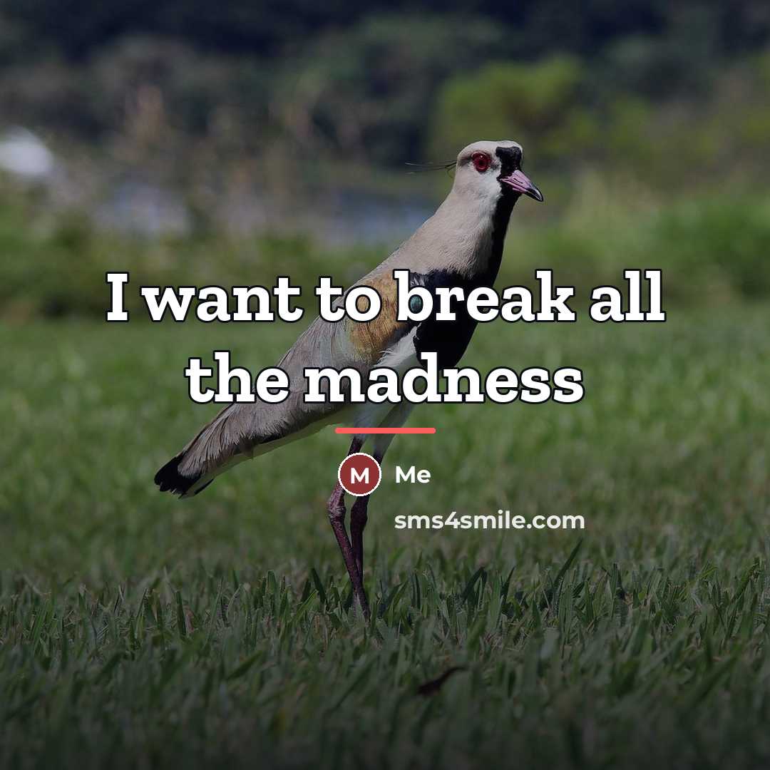 “I want to break all the madness…” quote by Me