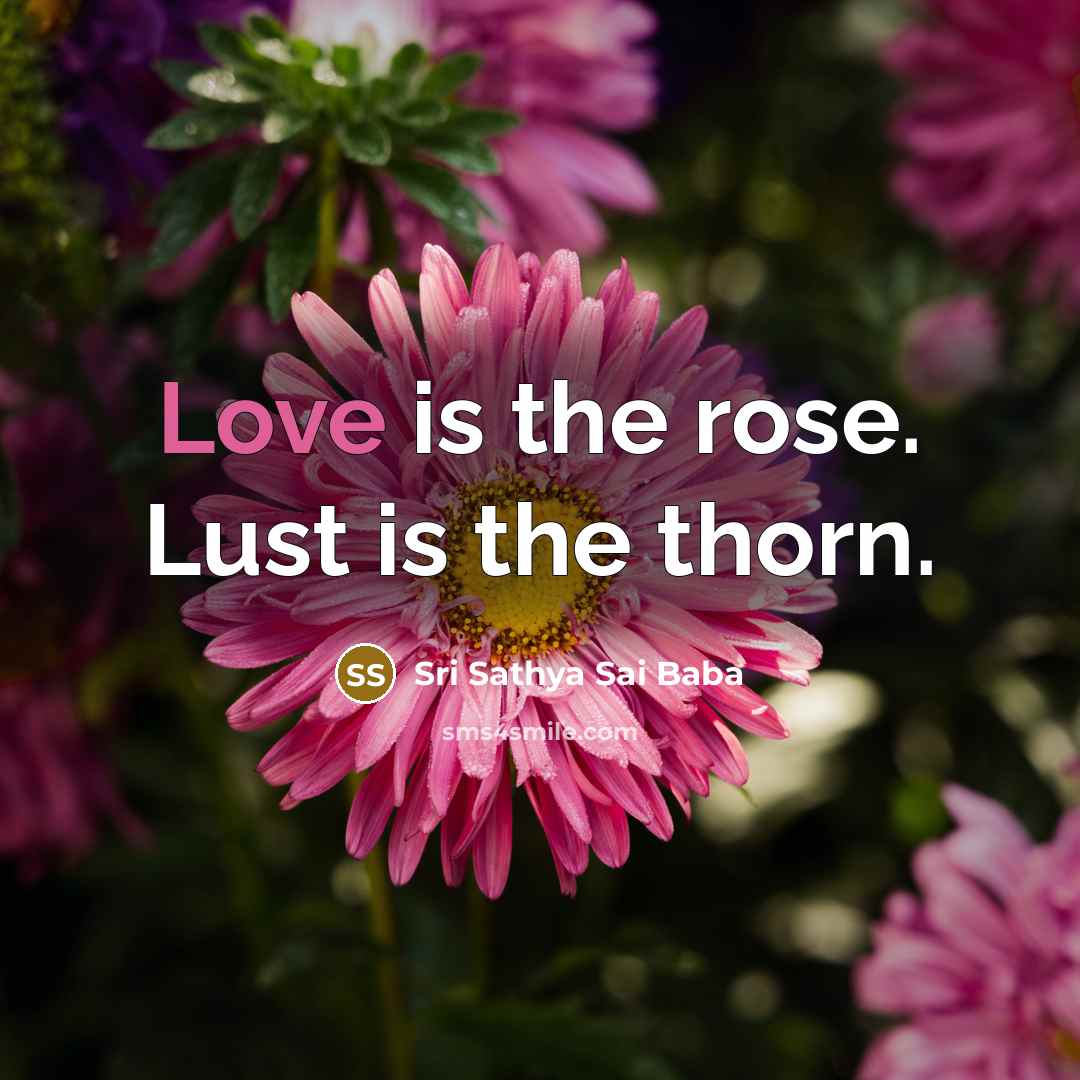 “Love is the rose. Lust is the thorn.” quote by Sri Sathya Sai Baba