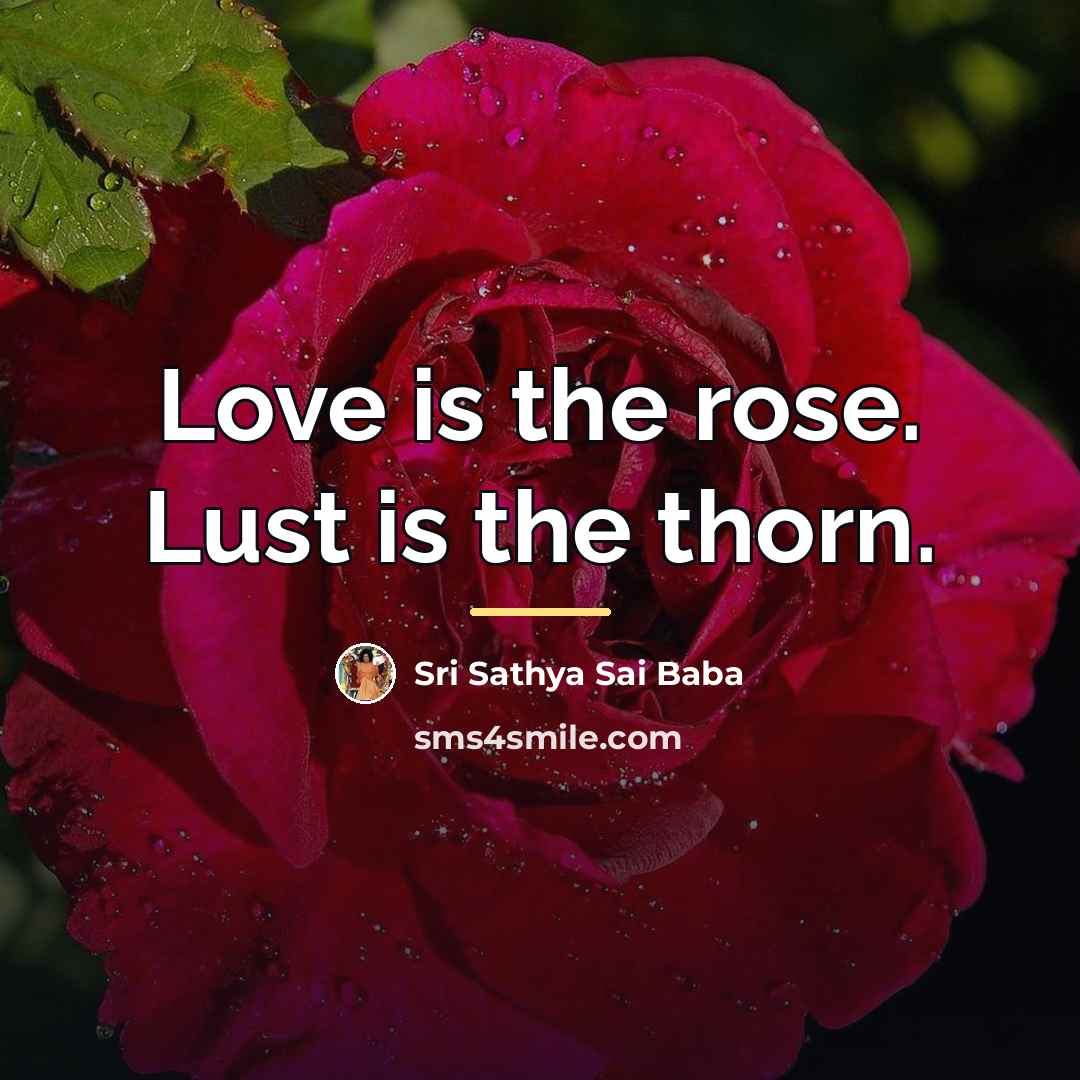 “Love is the rose. Lust is the thorn.…” quote by Sri Sathya Sai Baba