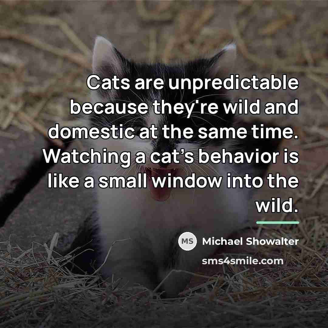 “Cats are unpredictable because they're wild and domestic at the…” quote by Michael Showalter