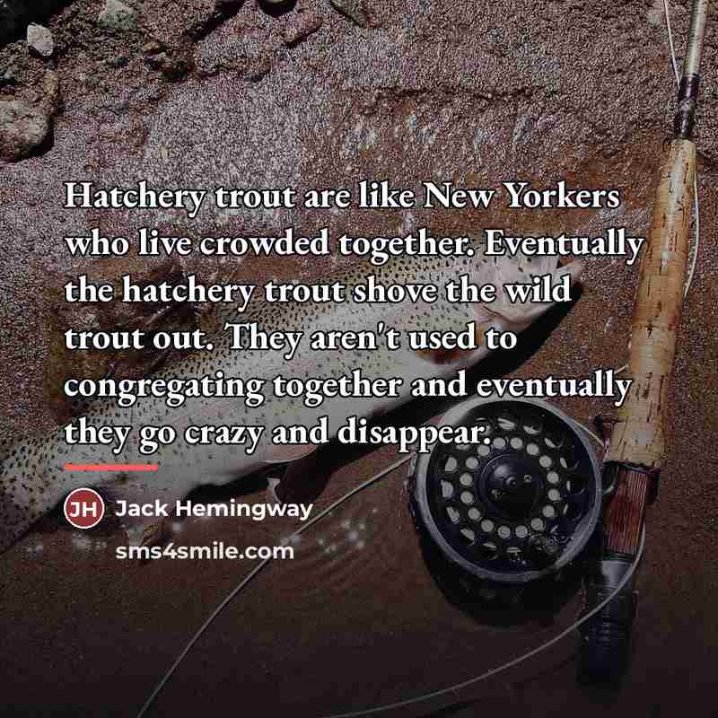 “Hatchery trout are like New Yorkers who live crowded together.…” quote by Jack Hemingway
