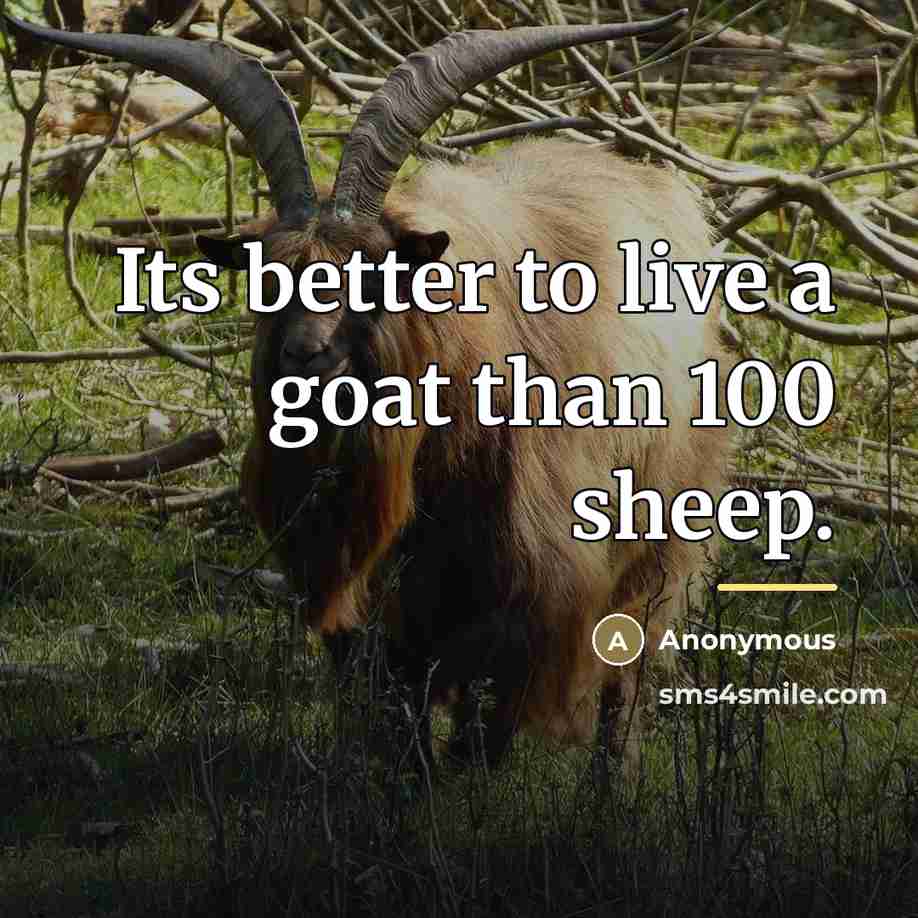 “Its better to live a goat than 100 sheep.…” quote by Anonymous