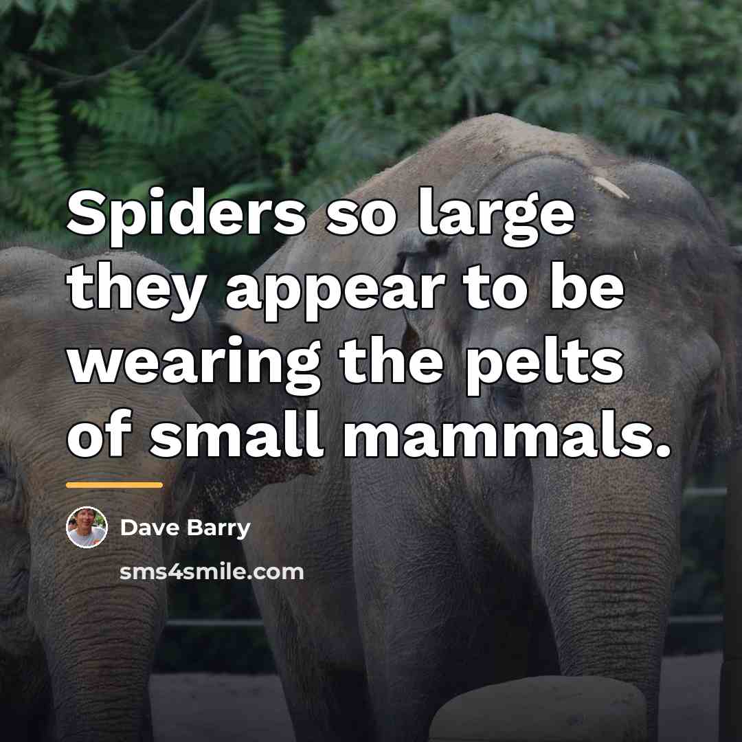 “Spiders so large they appear to be wearing the pelts…” quote by Dave Barry