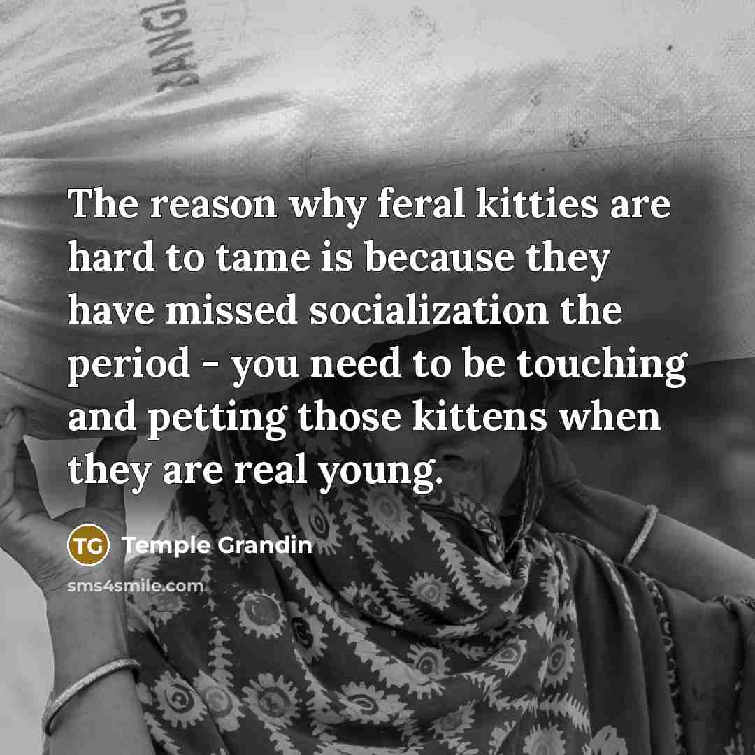 “The reason why feral kitties are hard to tame is…” quote by Temple Grandin