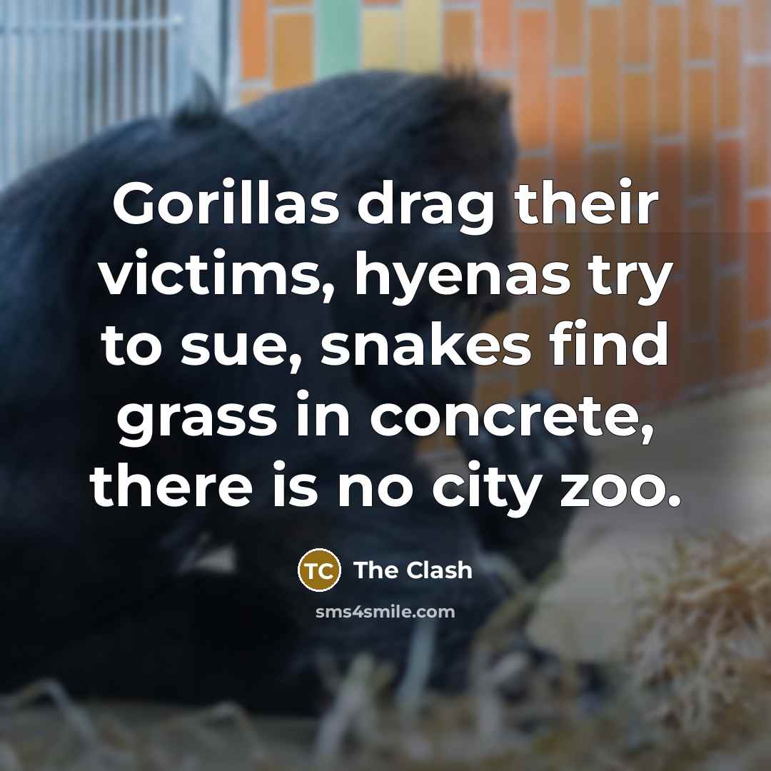 “Gorillas drag their victims, hyenas try to sue, snakes find grass in concrete, there is no city zoo.” quote by The Clash