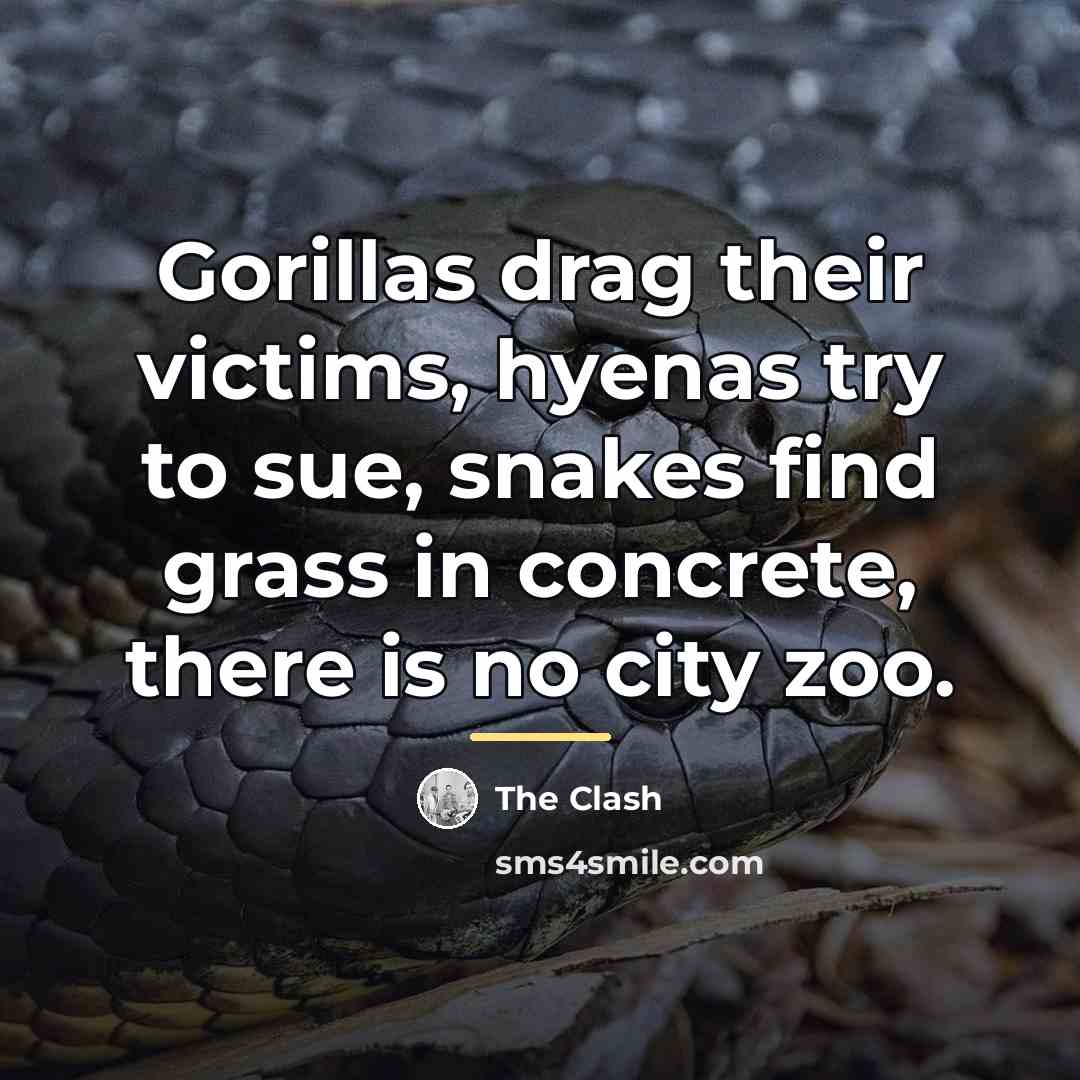 “Gorillas drag their victims, hyenas try to sue, snakes find…” quote by The Clash