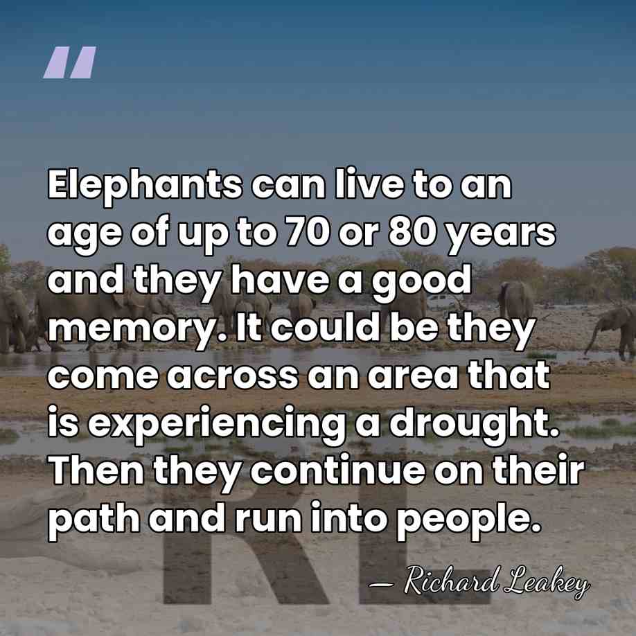Elephants can live to an age of up to 70 or 80&hellip; - Richard Leakey